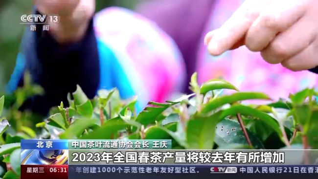今年春茶全(quan)面開采 開采期較(jiao)去年提前