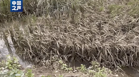 五常大(da)米受災，影響如(rú)何？幾組數據講(jiǎng)清→