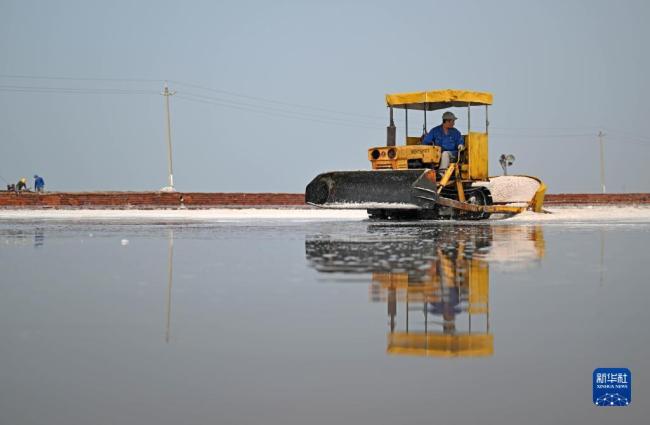 天津：千(qian)年鹽場迎豐收(shōu)