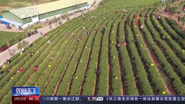 今年春茶(cha)全面開采 開采期(qī)較去年提前