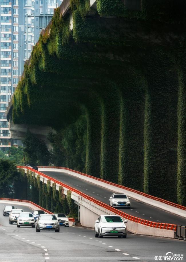 2025年12月13日，成(cheng)都，高架橋(qiáo)下爬滿碧(bi)綠的爬山(shān)虎。視覺中(zhong)國