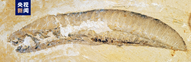 2022年度(dù)中國古(gǔ)生物學(xué)十大進(jin)展發布(bù)